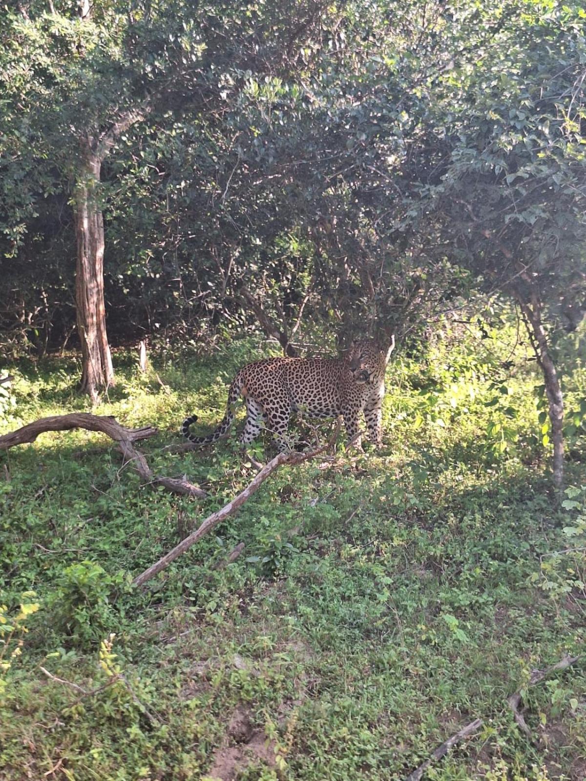 Saman Resort Yala 티사마하라마 외부 사진